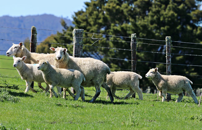 Kudos to theMalik Family Farm & Their Coopworth Sheep!!!