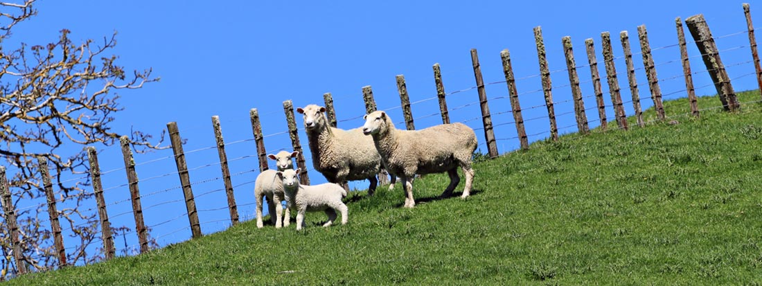 Kudos to theMalik Family Farm & Their Coopworth Sheep!!!